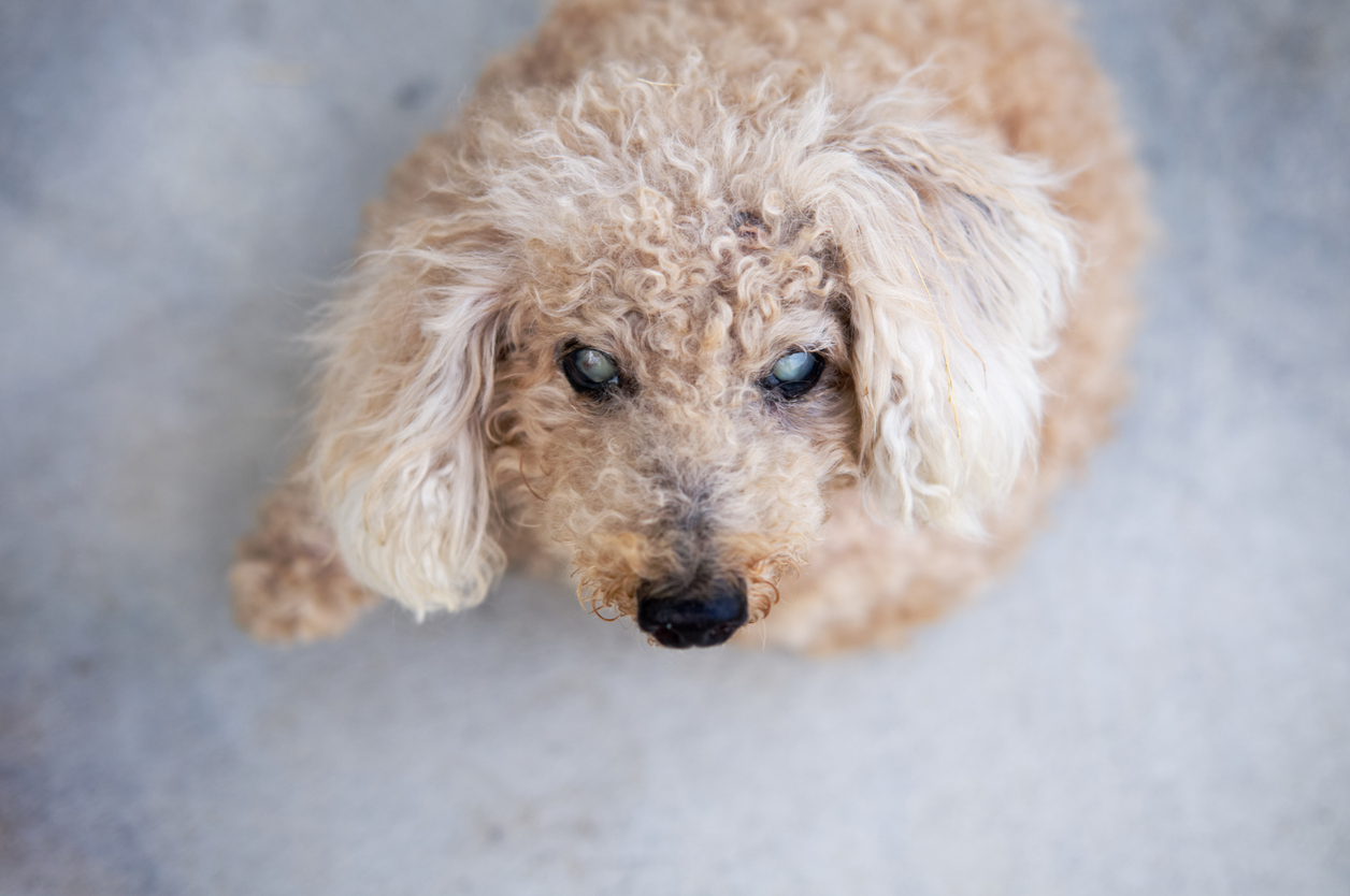 what is a melanistic mask in a poodle