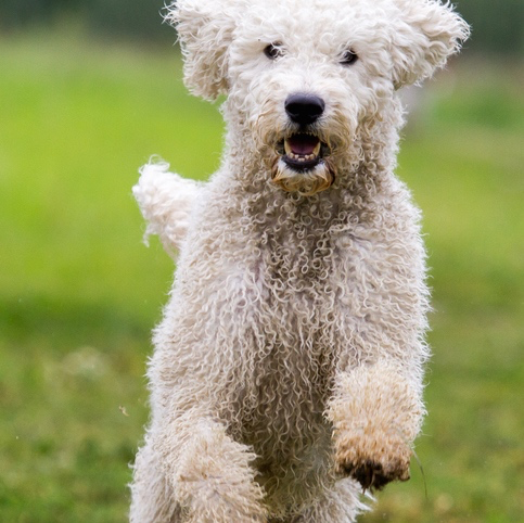 what is a melanistic mask in a poodle