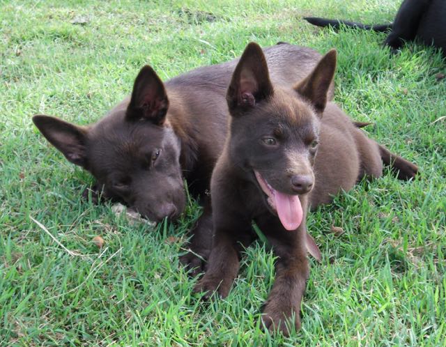 Chocolate hotsell kelpie puppy