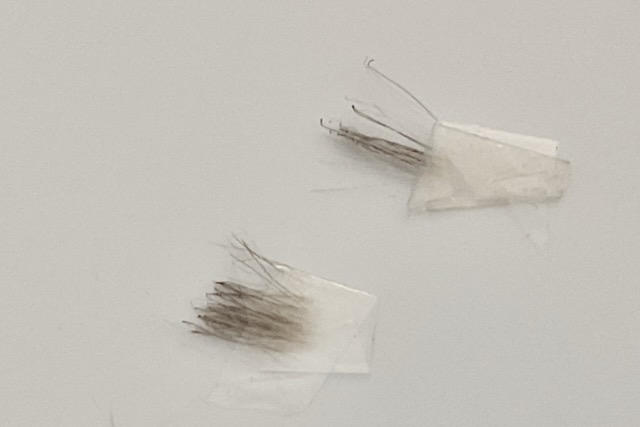 hair sample from short haired puppy